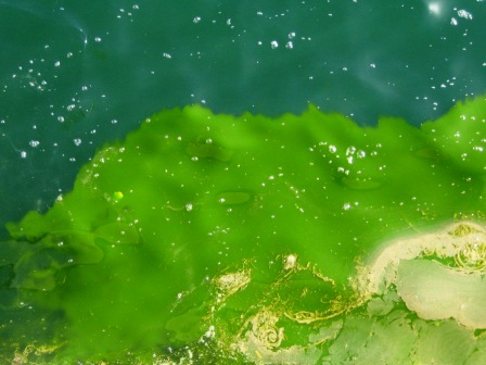 Harmful algal bloom, Sohar, Sultanate of Oman